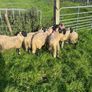 Swaledale ewe lambs Image 5