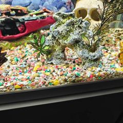 Fish tank decoration