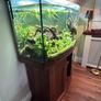Tropical Fish Tank Image 3