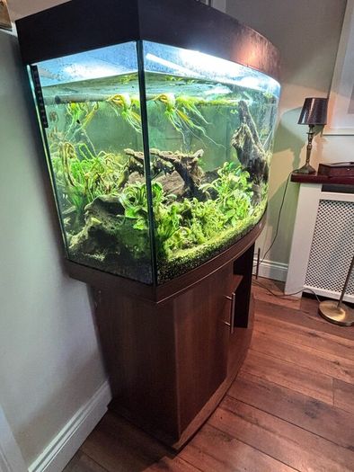 Tropical Fish Tank
