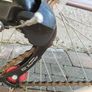 17" Mountain Bike Image 7