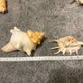 sea shells Image 7
