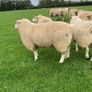 Belclare PBR Ram Lambs Image 6