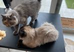 Cats for adoption