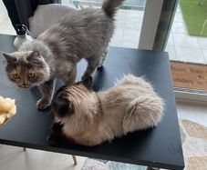 Cats for adoption