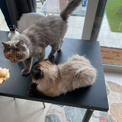 Cats for adoption