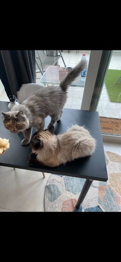 Cats for adoption