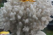 Natural 100% Real White Coral Reef Seashell Aquarium Decor Coral Decoration 7" x 8"