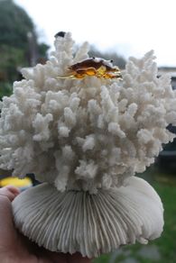 Natural 100% Real White Coral Reef Seashell Aquarium Decor Coral Decoration 7" x 8"
