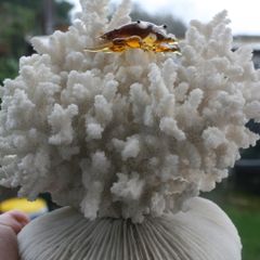 Natural 100% Real White Coral Reef Seashell Aquarium Decor Coral Decoration 7" x 8"