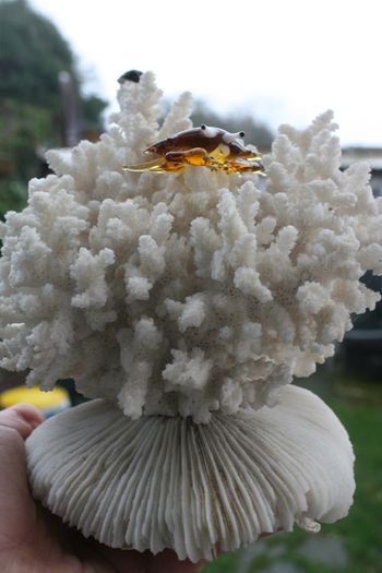 Natural 100% Real White Coral Reef Seashell Aquarium Decor Coral Decoration 7" x 8"