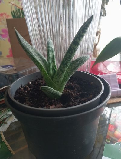 Gasteria
