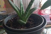 Gasteria