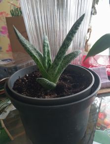 Gasteria