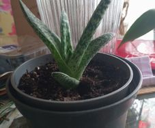 Gasteria