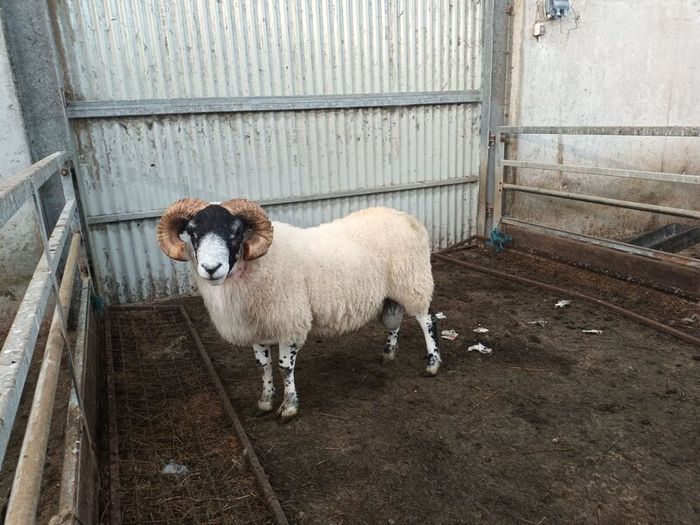 Lanark sis