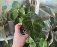 Baby Alocasia Pink Dragon (Elephant Ear)