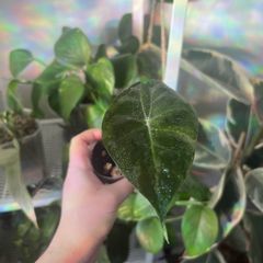 Baby Alocasia Pink Dragon (Elephant Ear)