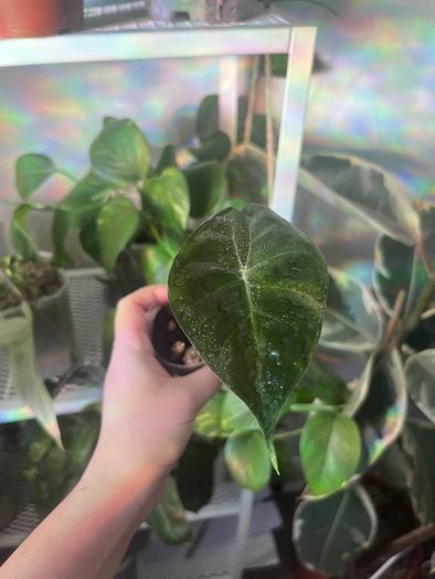Baby Alocasia Pink Dragon (Elephant Ear)