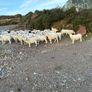 Hogget Ewes Image 2