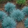 plants Image 3
