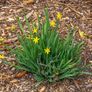 plants Image 3