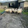 Hoggets Image 4