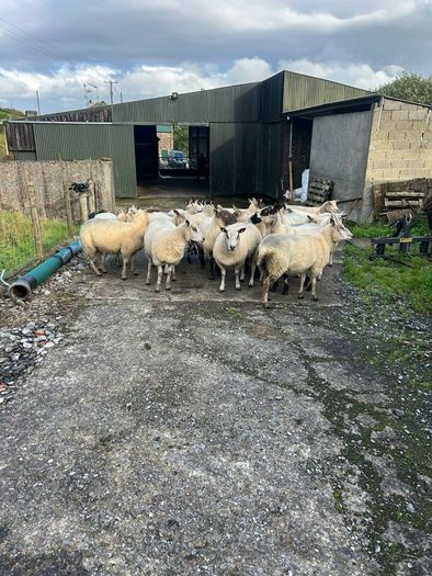 Hoggets