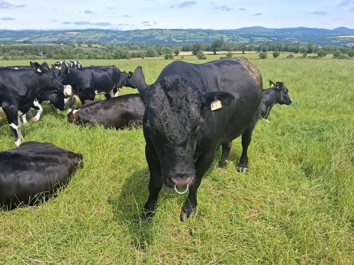Livestock