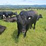 Livestock Image 2