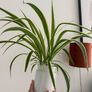 spider plant in ceramic pot Image 2
