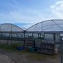 Polytunnel Image 3