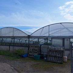 Polytunnels