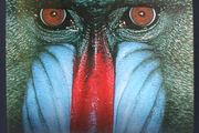 SALE!  ANIMAL - The Definitive Visual Guide to the World's Wildlife