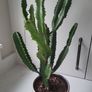 Euphorbia planter Image 4