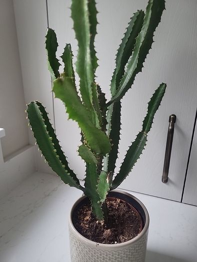 Euphorbia planter