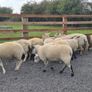 Ewe Hoggets for sale Image 2