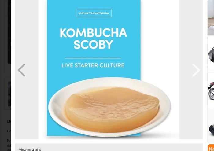 Scoby. Kombucha