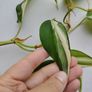 Philodendron Billetai, sodiroi, and hederaceum 'rio' Image 4