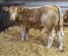 Charolais Bullock Weanling Calves
