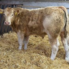 Charolais Bullock Weanling Calves