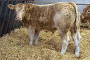 Charolais Bullock Weanling Calves