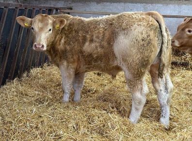 Charolais Bullock Weanling Calves