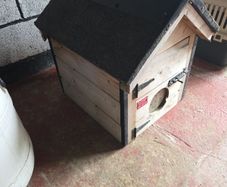 dog house