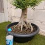 Pre Bonsai Image 2