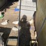 call ducklings and silkie chicks Image 2