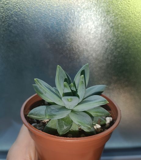 Succulent Plant
