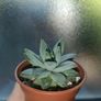 Succulent Plant Image 2