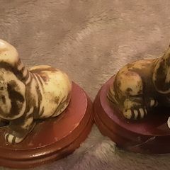 two small basset hounds