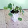 Chinese Money Plant - Pilea peperomioides Image 2
